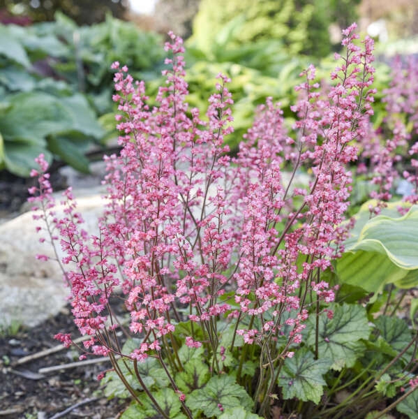 Heucherella 'Shadow Tag' New 2025